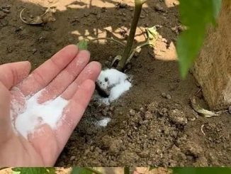 Baking soda is a gardener’s best friend – here are 10 smart uses in the garden