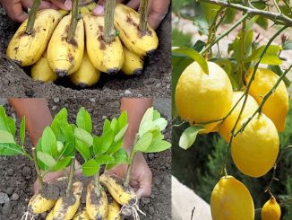 How to plant a lemon in a cup to perfume and decorate the house