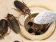 How to Eliminate Fleas, Ants and Cockroaches from Home Forever