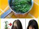 Rosemary for Hair Growth