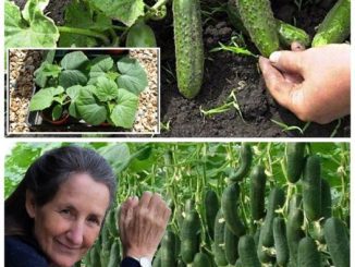 Avoid these 7 mistakes while planting cucumbers