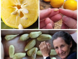 When squeezing lemons, do not make the mistake of discarding the seeds – They are worth their weight in gold – When you see this recipe, say (thank you)