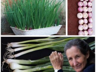 With just a towel and water, I can grow green onions – Method in the first comment – Only polite members say thank you