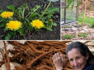 Most People Don’t Know why Dandelion Roots are the Most Important part of the Plant