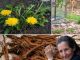 Most People Don’t Know why Dandelion Roots are the Most Important part of the Plant