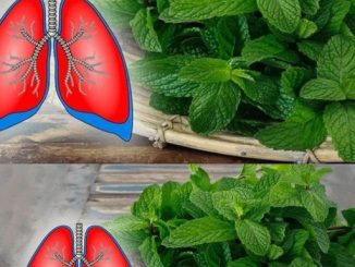 6 Plants to Clean Your Lungs and Fight Asthma