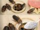 How to Eliminate Fleas, Ants and Cockroaches from Home Forever Ingredients: