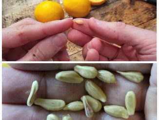 When squeezing lemons, do not make the mistake of discarding the seeds – They are worth their weight in gold