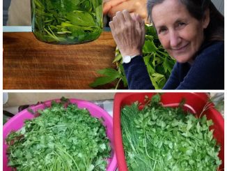 A Chef’s Trick – How to Keep Parsley Vibrant and Whole for Several Months