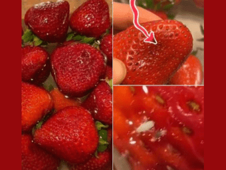 In Today’s News, Putting Strawberries Into Salt Water Makes Tiny Bugs Come Out Of Them