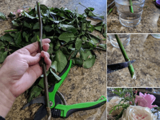 Woman Shares Clever Tips For Bringing New Life To Wilted Roses