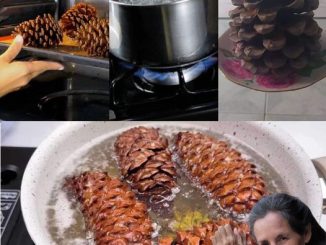 PINE CONES, YOU BOIL THEM AND SEE THE RESULTS: WHAT HAPPENS IS SURPRISING.