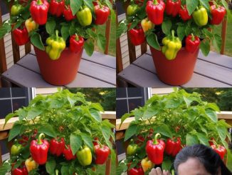 How to Grow Bell Peppers from Seed in Pots