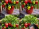 How to Grow Bell Peppers from Seed in Pots