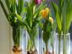 How to Grow Tulips in a Vase Indoors