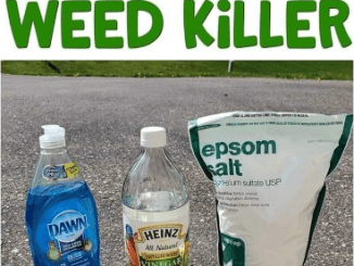 3 Ingredient Weed Killer – Great for sidewalk cracks!