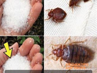 Bedbugs in Your Garden? No More with These All-Natural Solutions