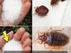 Bedbugs in Your Garden? No More with These All-Natural Solutions