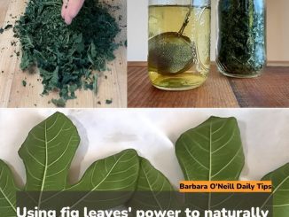 Using fig leaves’ power to naturally cure diabetes and more