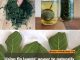 Using fig leaves’ power to naturally cure diabetes and more