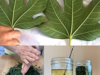 Fig Leaves: Nature’s Answer to Diabetes