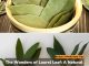 The Wonders of Laurel Leaf: A Natural Remedy for Cough, Joints, Weight Loss, and Hair Care